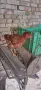 Продавам пилета  Ломан Браун, снимка 1