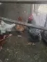 Продавам Млади петли, снимка 4
