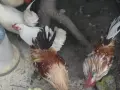 Шабо Петлета 5 бр, снимка 5
