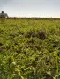 Продавам дини на едро -взимане от място, снимка 3
