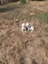 Чихуахуа кученца бебета, снимка 1