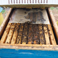 Малки пчелни семейства ( отводки ), снимка 1 - Други животни - 44674160
