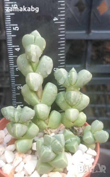 Корпускулария (Corpuscularia lehmannii Ice plant), вкоренено сукулентно растение, снимка 1