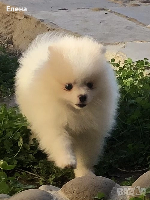 Померанчета, снимка 1