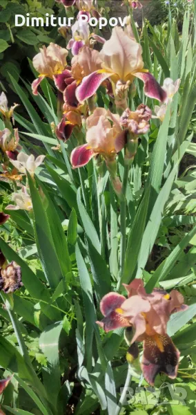 Перуника -Ирис, снимка 1