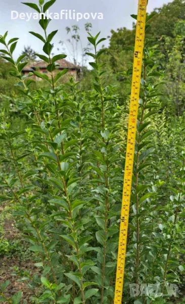 Зелен лигуструм на гол корен !, снимка 1