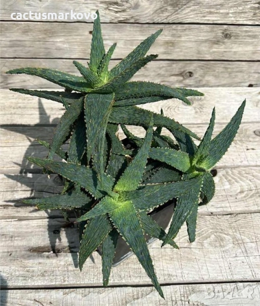 № 1 Aloe, снимка 1