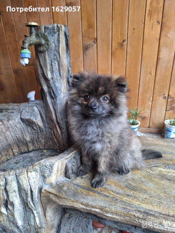 Померан/Мини померан /Женско , снимка 1