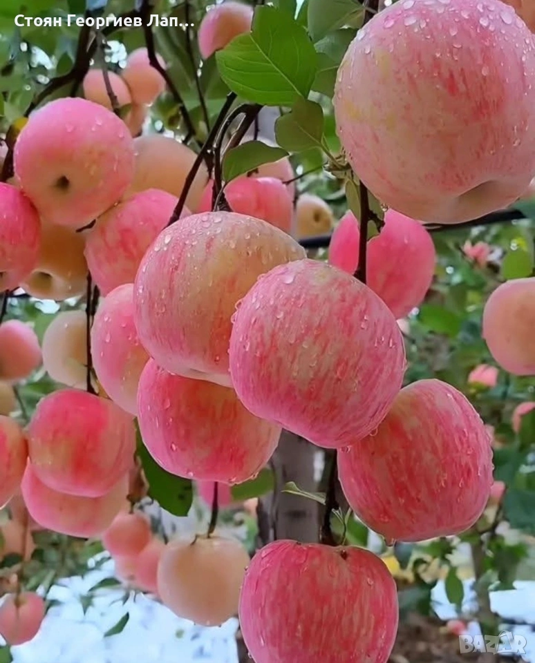 дръвчета ябълка сорт Фуджи , снимка 1