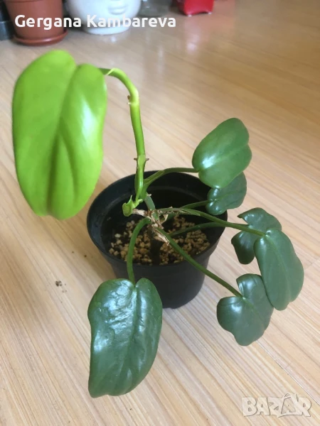 Philodendron Golden Violin , снимка 1