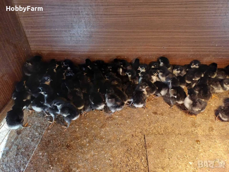 Пилета "Черен австралорп" / Малки пиленца, снимка 1