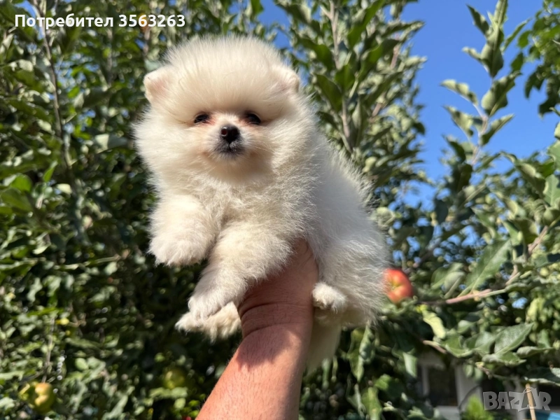 Продавам померан - възможна доставка , снимка 1