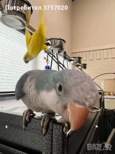 Ръчно хранени папагалчета Монах , снимка 1