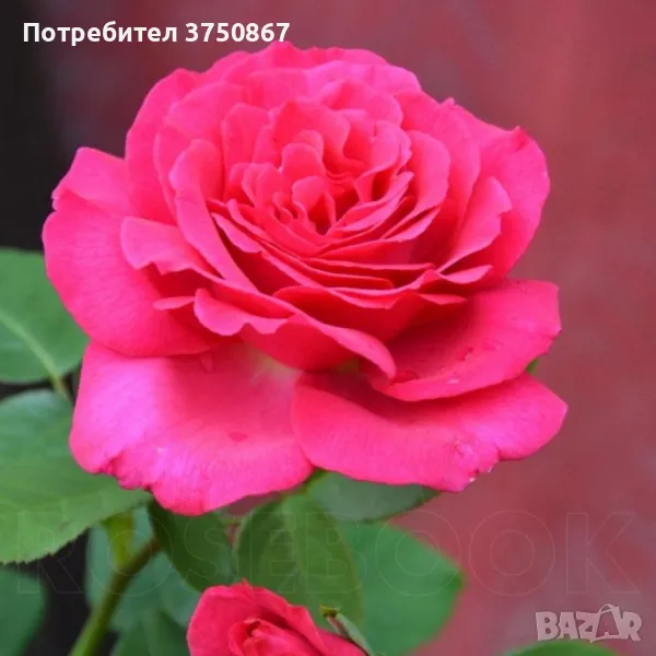 🌹РОЗА 🌹 VELASQUEZ® / Sexy PERFUMELLA® Meimirtylus 🌹, снимка 1