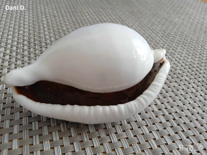 морска раковина от Австралия, снимка 1