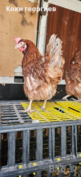 Продавам кокошки носачки ломан Браун за яйца , снимка 1