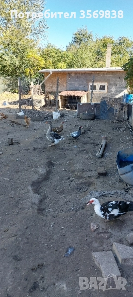 патици и Гъски, снимка 1