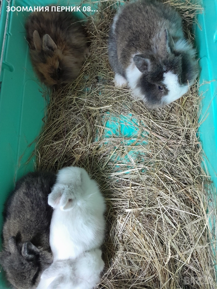 декоративни зайчета , снимка 1