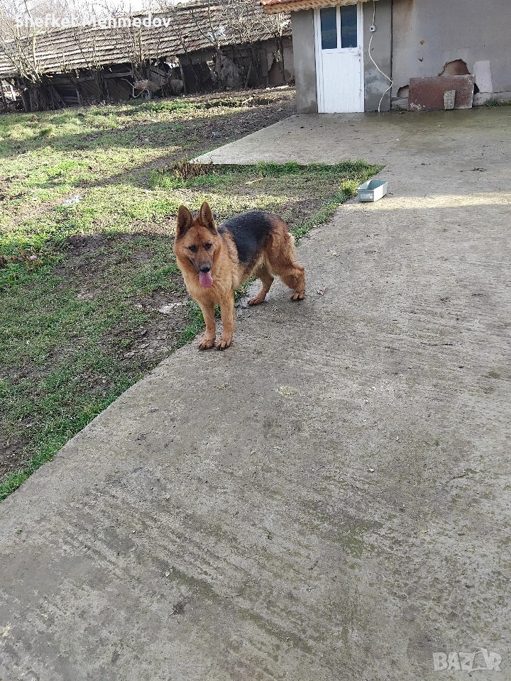 prodavam kuce nemska ovacarka, снимка 1