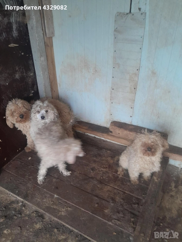 Продавам пудели, снимка 1