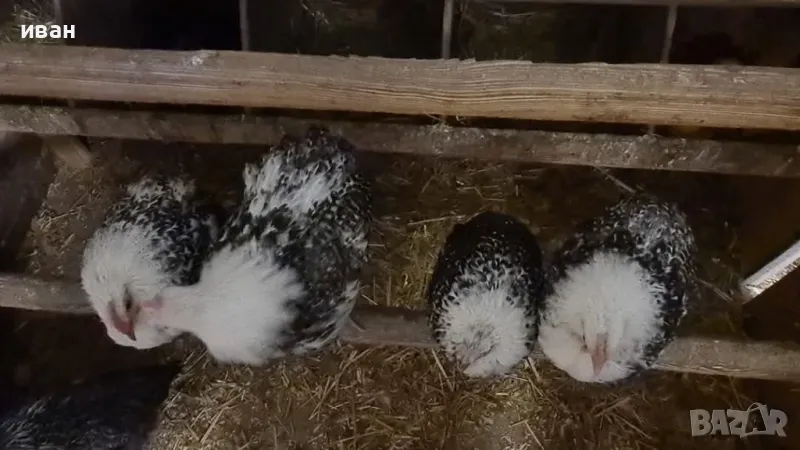 свободен чифт петле фризийска чайка и ярка  бяла мутация на фризийска чайка , снимка 1