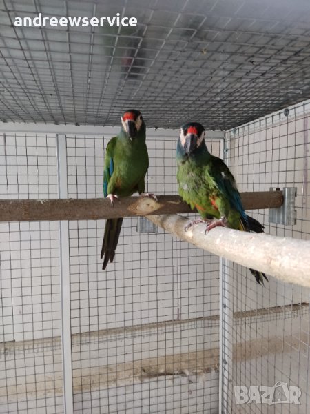 Ара Маракана чифт, снимка 1