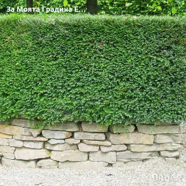 Лоницера "Нитида" , снимка 1