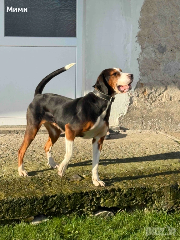 Ловни кучета, снимка 1