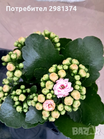 Каланхое, снимка 5 - Стайни растения - 53314588