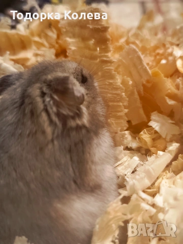 Продавам мъжки хамстери баба има алергия към него и го продавам върви с аквариум, снимка 2 - Хамстери - 53326946