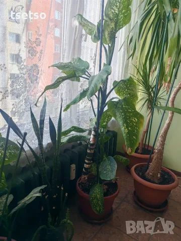 Зряла стайна Дифенбахия (Dieffenbachia) с декоративно стъбло