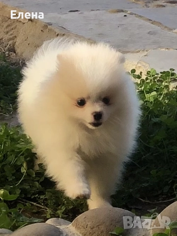 Померанчета