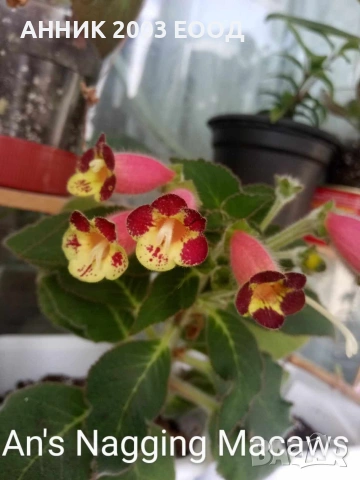 Сортови колерии, снимка 2 - Стайни растения - 53782439