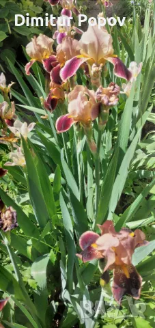 Перуника -Ирис