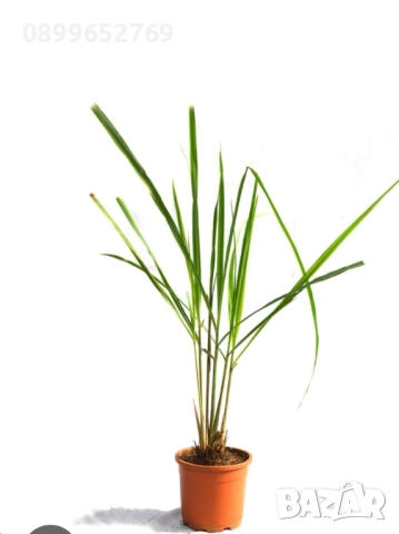 Лимонева трева