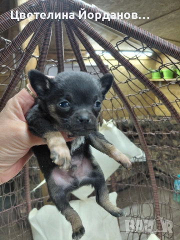 Мини пинчер