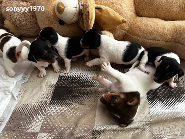 ДЖАК РЪСЕЛ БЕБЕТА-250ЛВ ЗА БРОЙ 1509251635, снимка 3 - Джак ръсел териер - 51722652