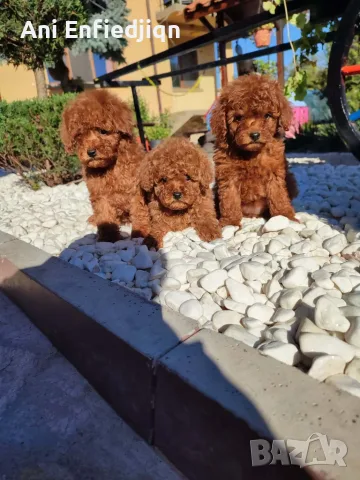 Пудел Той/Poodle Toy, снимка 5 - Пудели - 55990228