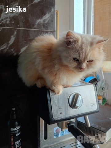 персийки на 4месеца с хигиенни навици , снимка 2 - Персийска - 52052644