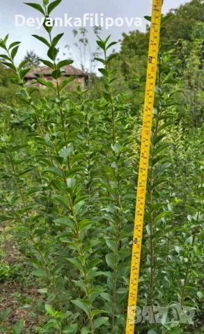 Зелен лигуструм на гол корен !, снимка 1