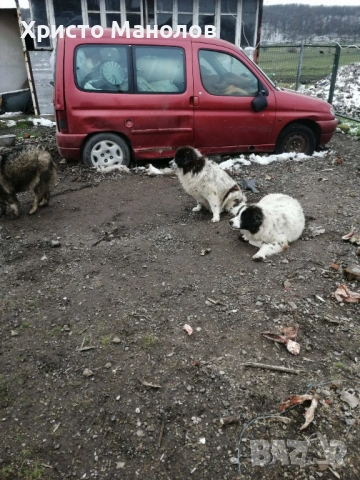 Каракачанско чубанско куче, снимка 9 - За кучета - 53652428