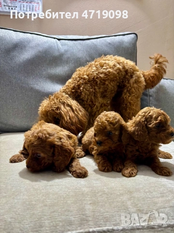 Той Пуделчета, снимка 3 - Пудели - 53223438