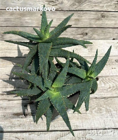 № 1 Aloe