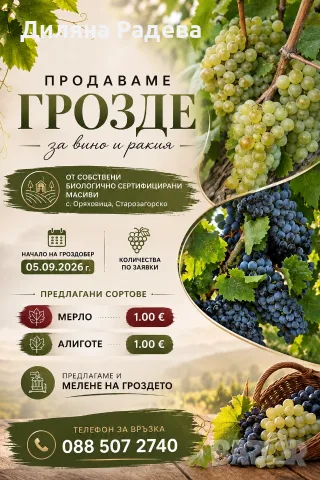 Продавам грозде: МЕРЛО и АЛИГОТЕ