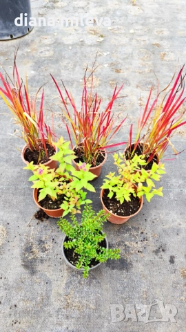 Промо пакет от 6 бр студоустойчиви растения, снимка 2 - Градински цветя и растения - 52111446