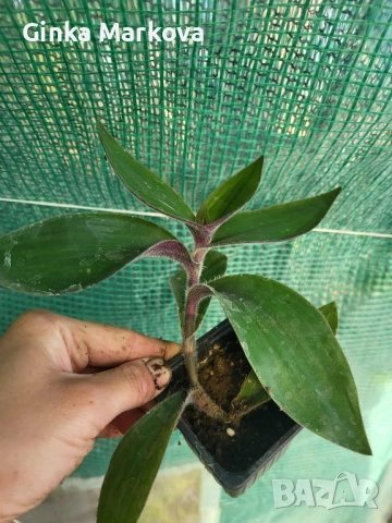 Червена традисканция - 2,49лв., снимка 2 - Стайни растения - 51917595