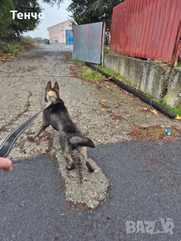 Немска овчарка Сивак за разплод, снимка 5 - Немска овчарка - 52314697