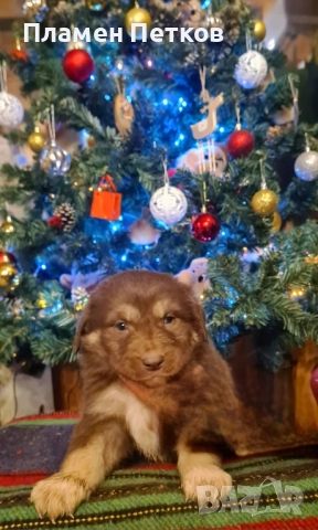 Българско овчарско куче , снимка 9 - Каракачанска овчарка - 52714244