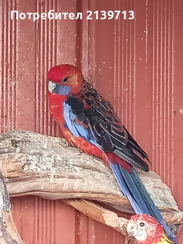 Продавам папагал пенантова розела, снимка 4 - Папагали - 51671575