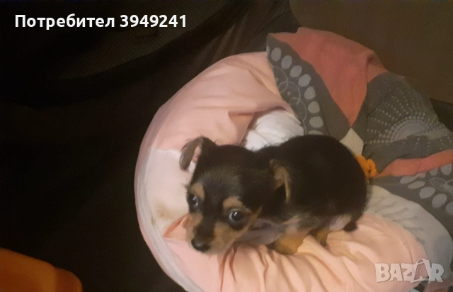 Топ ! Йорки(Чорки), снимка 3 - Други - 52854305